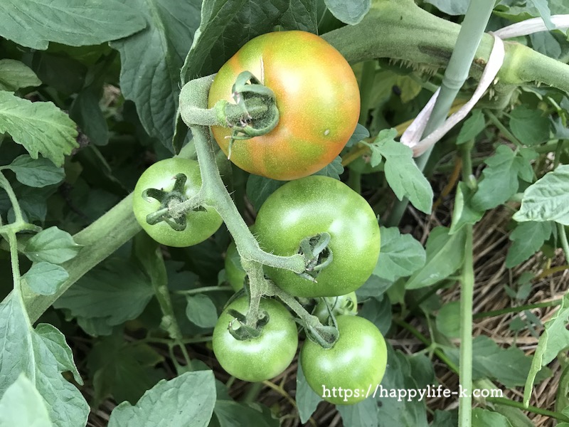 トマト栽培 中学生の家庭菜園 野菜の成長記録２０１９年 猫と田舎暮らし Happy Mixed Life